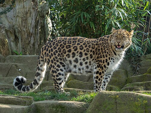 Amur leopard
